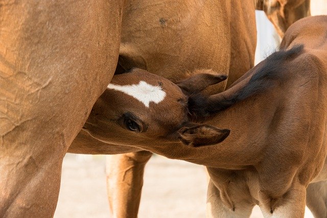 The ABC’s To Foaling Your Mare.