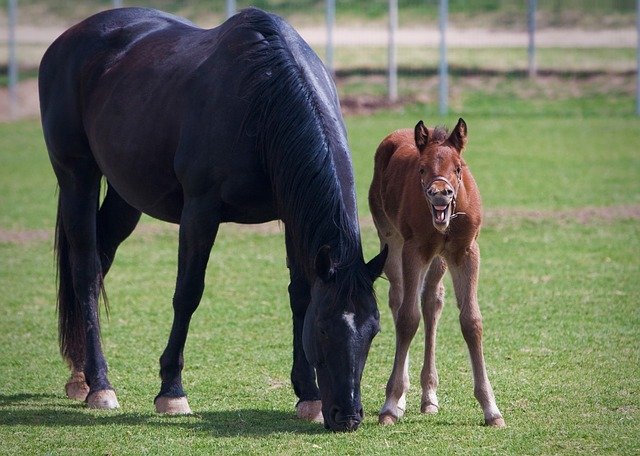 the-abc-s-to-foaling-your-mare-irish-sport-horse-magazine