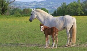 How to Spot The Signs of Foaling