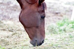 Copper Deficiency In Horses-What Are The Symptoms? – Irish Sport Horse ...